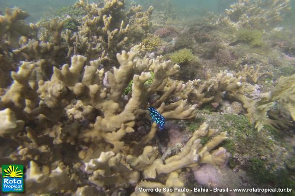 Batismo - Mergulho com cilindro