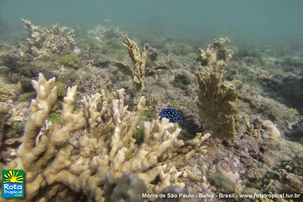 Batismo - Mergulho com cilindro